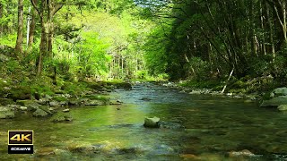 4K  自然環境音 / 湧き水が流れる川の音  鳥のさえずり　birds chirping のサムネイル