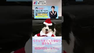 メリークリスマス🎅🎄🐶#退職代行 #退職代行業者 #退職 #仕事辞めたい #看板犬 #犬のいる生活