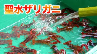 井戸水で育ったアメリカザリガニを食べてみた結果がヤバすぎた のサムネイル