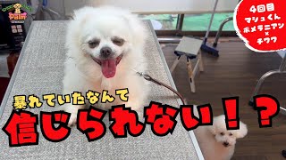 どこのサロンもお断りだった白熊の赤ちゃんことポメチワをトリミング！！